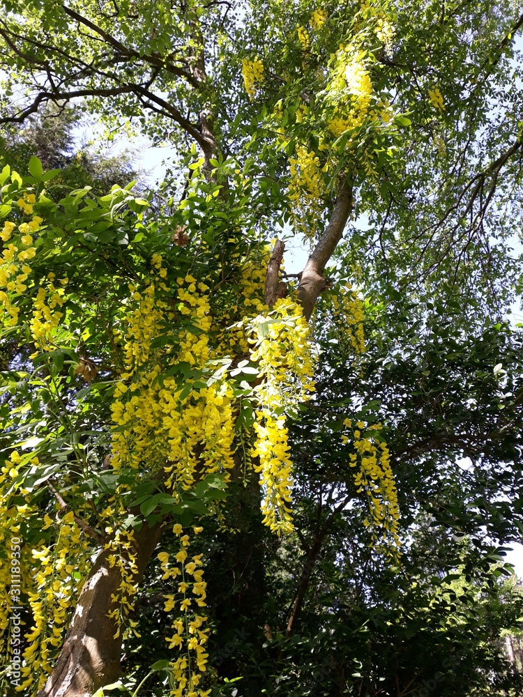 Fototapeta premium Branches with yellow flowers of Laburnum Anagyroides tree (Golden Chain or Golden Rain)