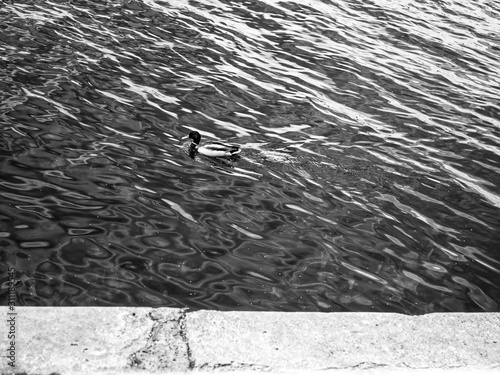 ducks swim on the river, black and white photo.