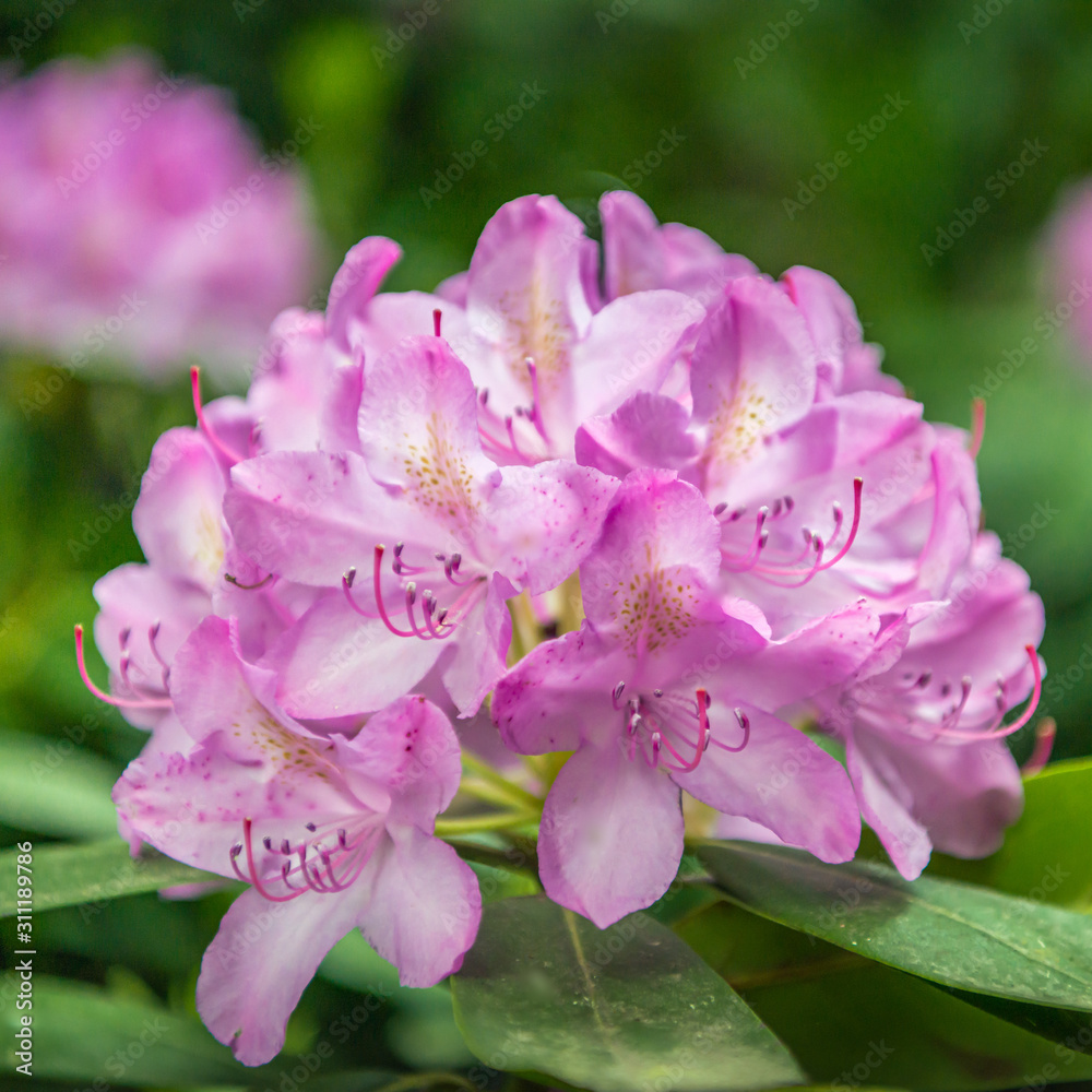 Pink colored rhododendron flower up close Pink colored rhododendron flower up close