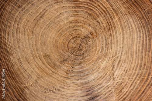 Wooden texture from cut tree trunk of maple tree, closeup. Cross section of a tree trunk. Top view