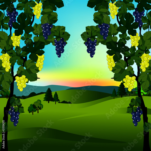 background with vineyard and landscape view