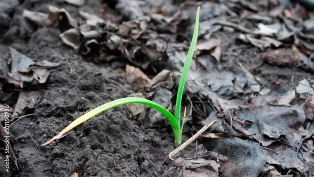 Little green sprout garlic, great design for any purposes. Fresh green grass. Harvest concept. Vegan diet. Little green sprout garlic, great design for any purposes. Fresh green grass. Harvest concept. Vegan diet.