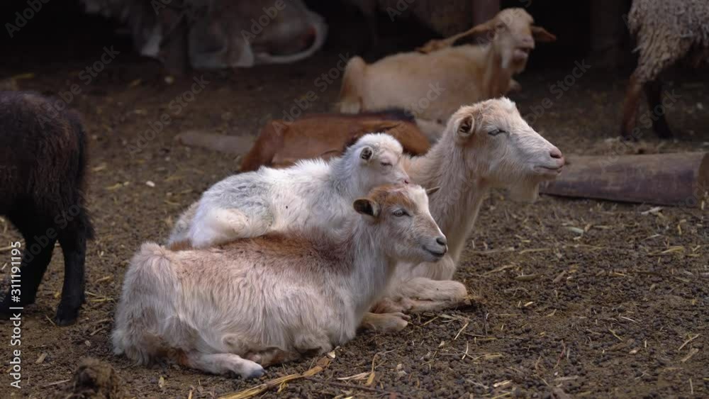 Barn with animals in a old famhouse in the Andes of Peru, South America. 4K Video footage Barn with animals in a old famhouse in the Andes of Peru, South America. 4K Video footage