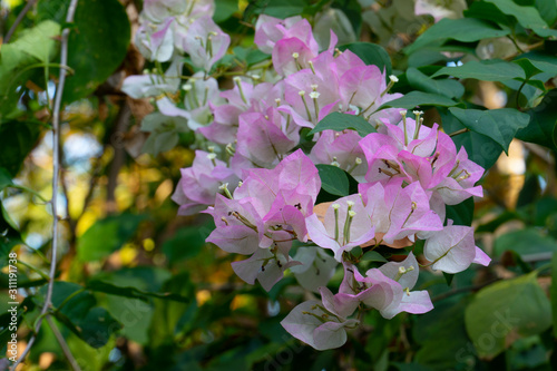 Bougainvillea flowers white pink color on the tree with blurred nature background.