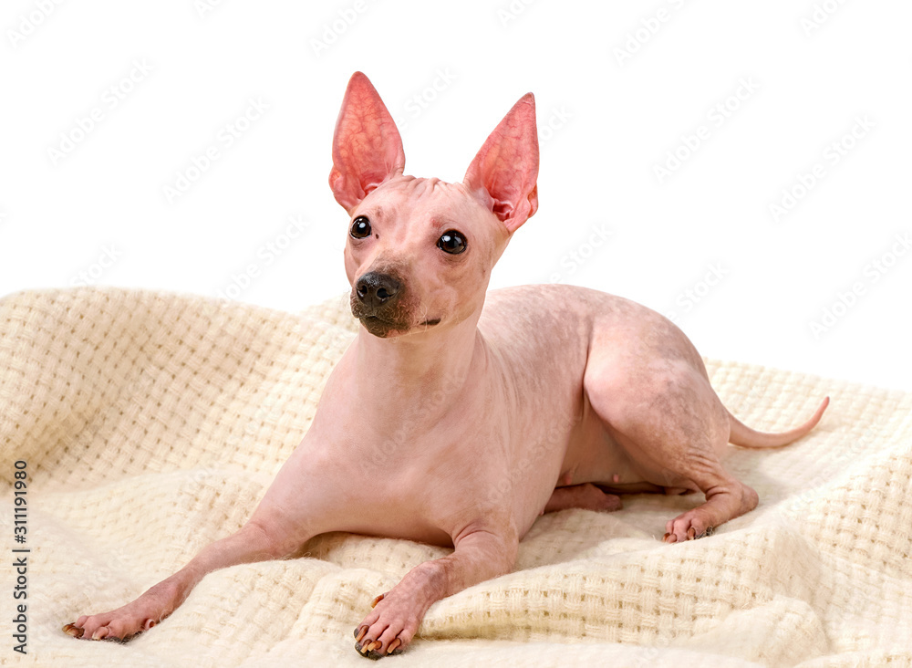 American Hairless Terrier dog lying down on woolen plaid isolated against white background American Hairless Terrier dog lying down on woolen plaid isolated against white background