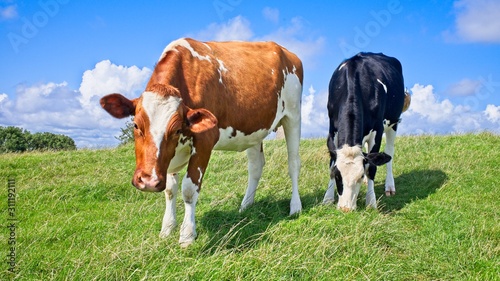 Brown and White Cow with Black and White Cow in Green field with blue sky and white clouds