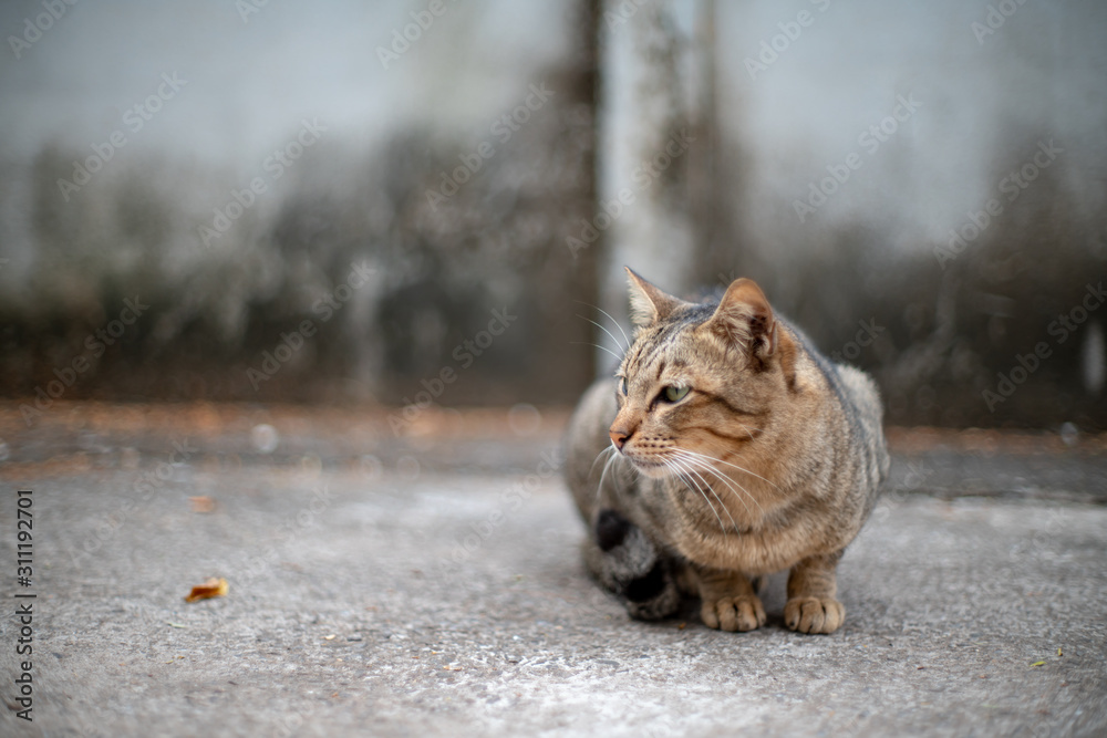 Obraz premium The striped cat lay on the ground, portrait of Thai cat