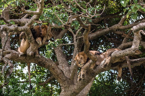 two African lions perched on a tree with its paws dangling down © Margarita SoulRay