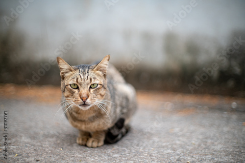 The striped cat lay on the ground, portrait of Thai cat