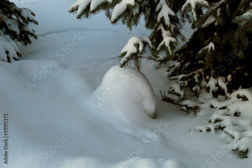 swan in snow