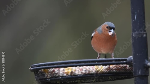 Goldfinch followed by male chaffinch on bird feeder