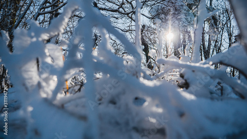 Trees in a winter landscape © Hazuko