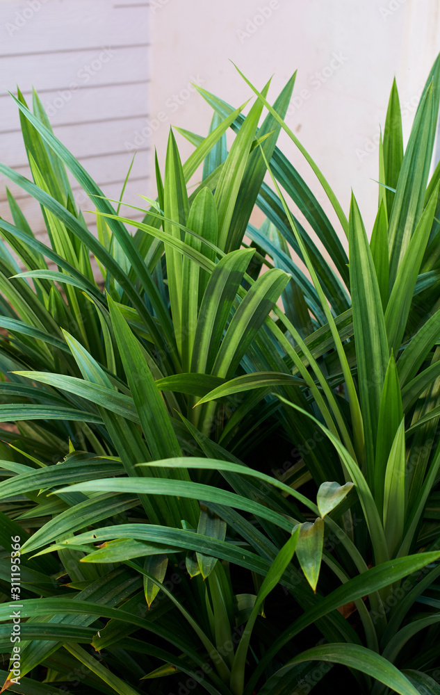 Fototapeta premium Pandan plant in organic farm