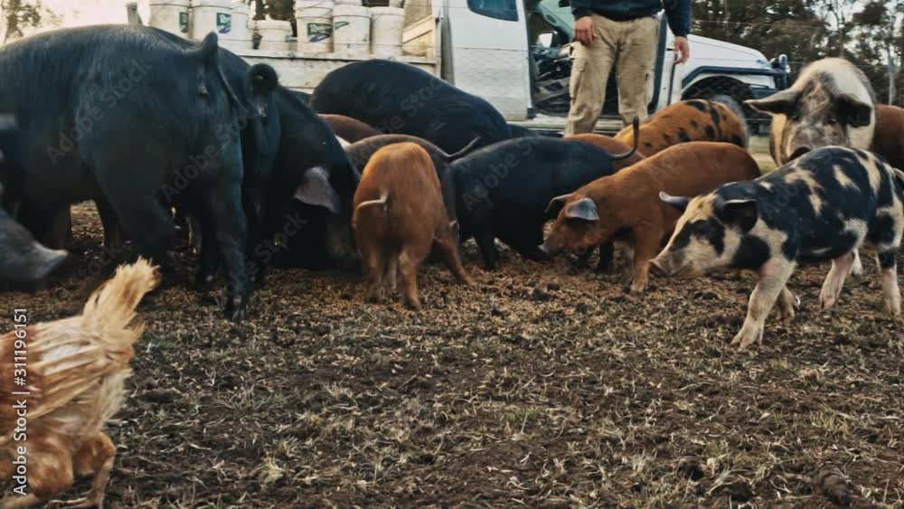 An slow motion trucking shot of pigs eating their feed from the ground An slow motion trucking shot of pigs eating their feed from the ground