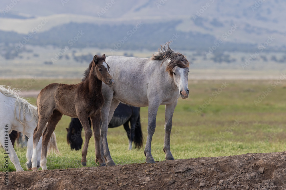 Wild Horses in the Utah Desert in Spring