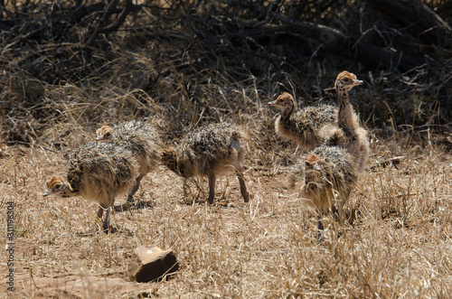 Autruche d'Afrique, jeunes, Struthio camelus, Common Ostrich, Parc national Kalahari, Afrique du Sud