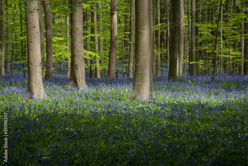 blue flowers field in famous Hallerbos wood in Belgium 