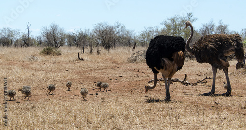 Autruche d'Afrique, couple et jeunes, Struthio camelus, Common Ostrich, Parc national Kalahari, Afrique du Sud