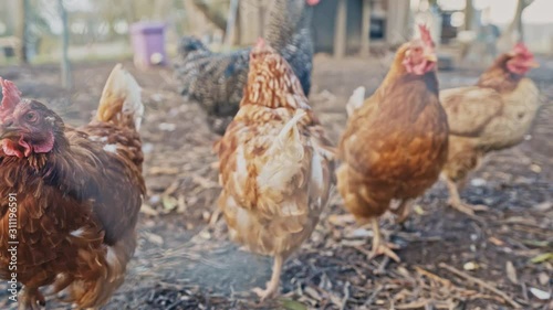 A pedestal shot reveals a brood of chickens strutting around their free range pen
