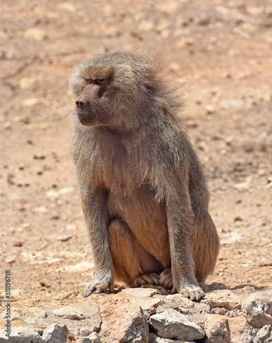 Сute monkey. Baboon.