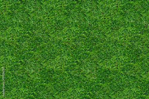 Green grass pattern and texture for background. Close-up image. 