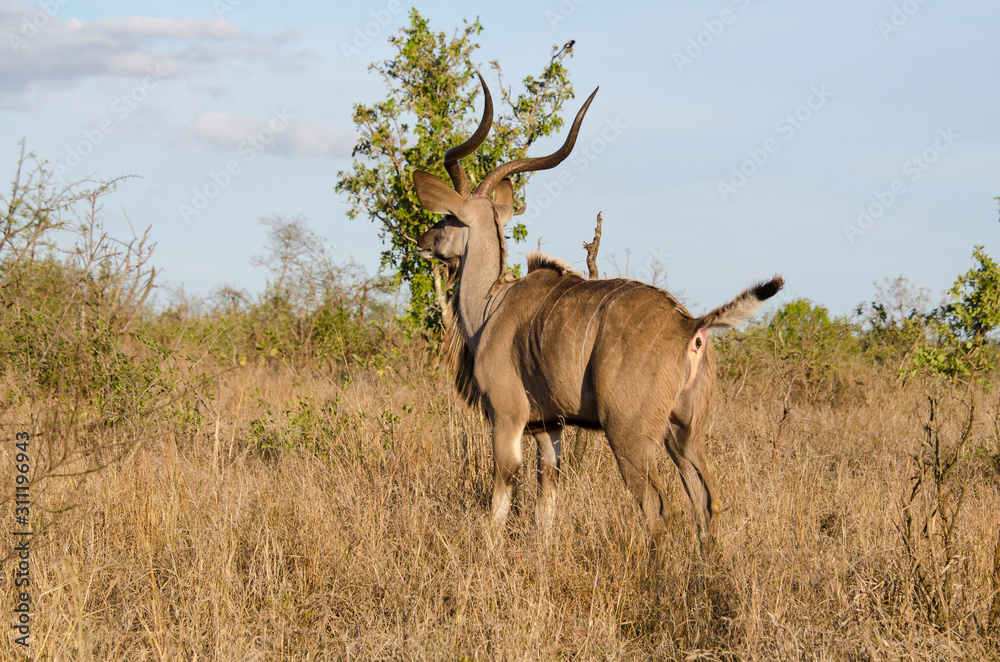 Fototapeta premium Grand koudou, mâle, Tragelaphus strepsiceros, Afrique du Sud