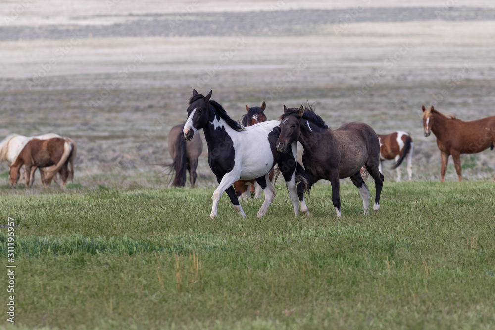 Wild Horses in the Utah Desert in Spring