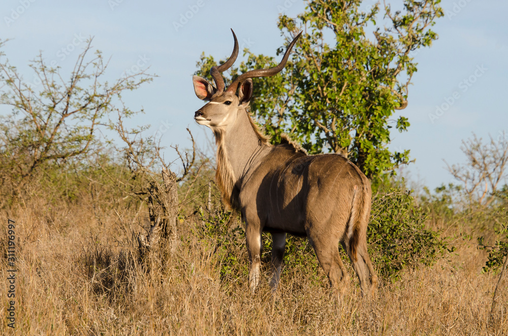 Grand koudou, mâle, Tragelaphus strepsiceros, Afrique du Sud Grand koudou, mâle, Tragelaphus strepsiceros, Afrique du Sud