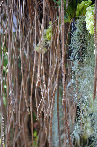 Unusual plant Tillandsia Usneoides or Spanish Moss. The Bromeliaceae Family photo