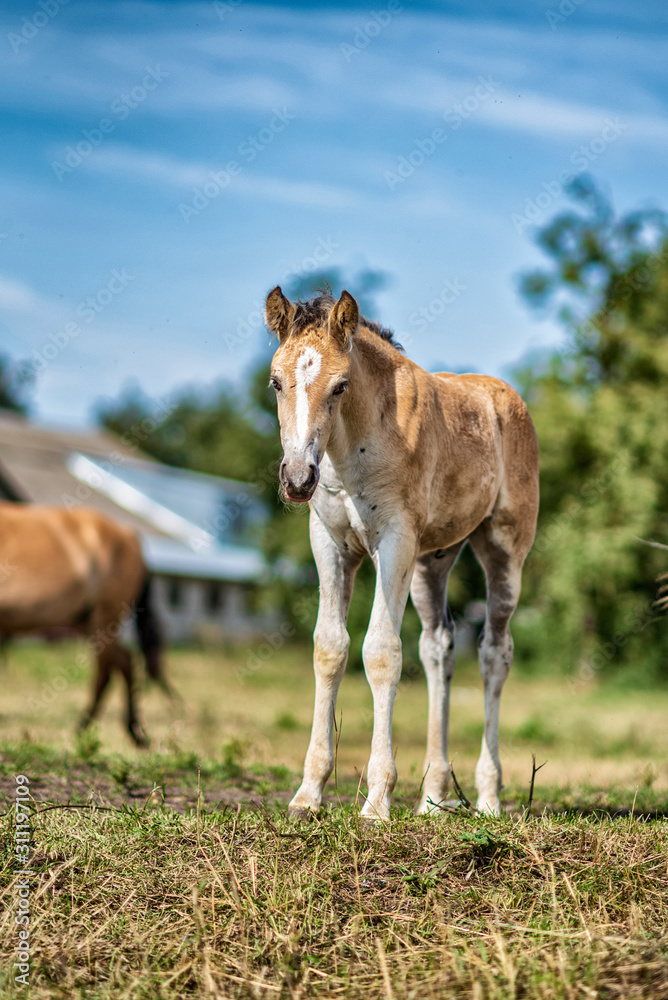 Obraz premium Horses graze on a farm field. Photographed close-up.
