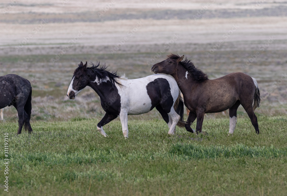 Obraz premium Wild Horses in the Utah Desert in Spring