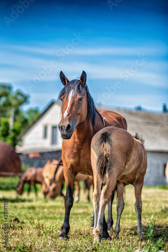 Fototapeta Naklejka Na Ścianę i Meble -  Horses graze on a farm field. Photographed close-up.