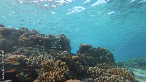 Wallpaper Mural Life on a coral reef. Coral fish.	 Torontodigital.ca