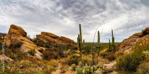 Saguaro Cactus by Javelina Rocks in Saguaro National Park