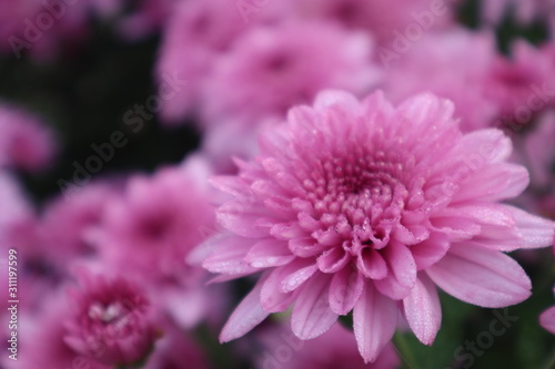 pink flower on pink background blur.