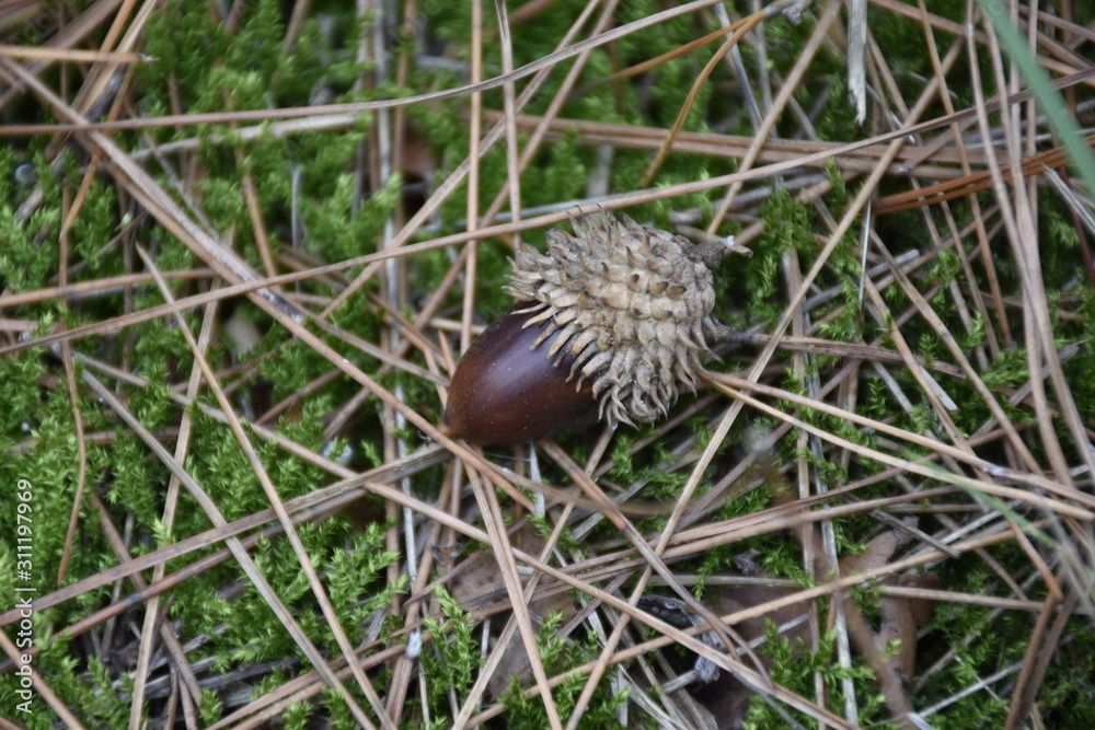 acorns on the grass in the woods acorns on the grass in the woods