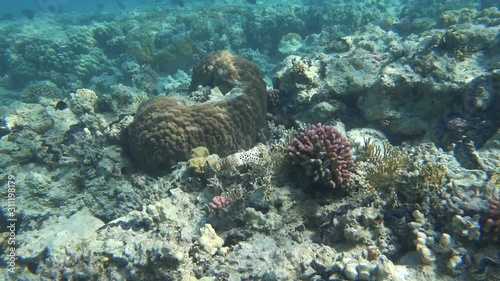 Scribbled Leatherjacket Filefish (Aluterus Scriptus) on the coral reef. photo