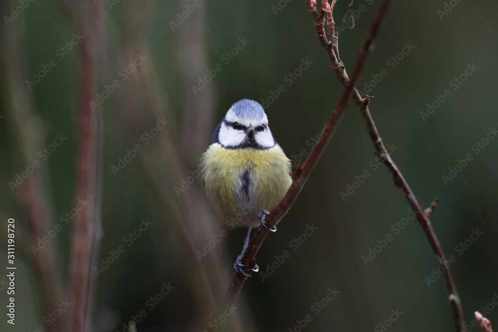 Fototapeta premium Blaumeise