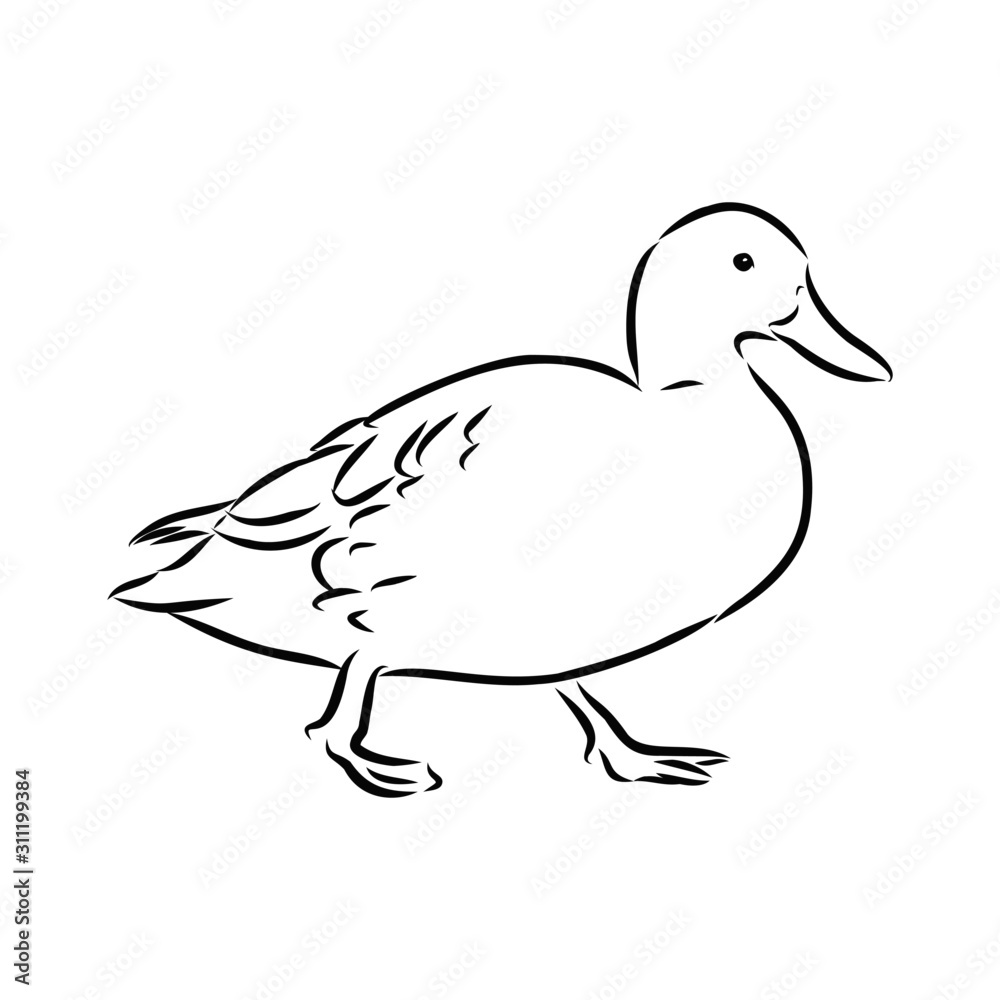 duck isolated on white background duck isolated on white background