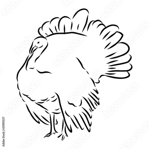 sketch of turkey 