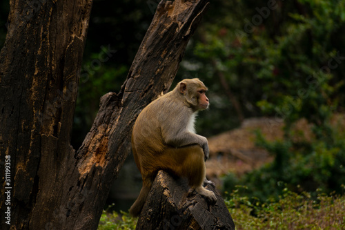 Isolated monkey sitting on a tree branch