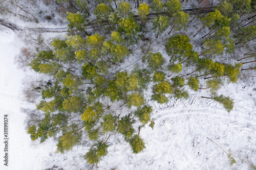 Wald Winter Landschaft