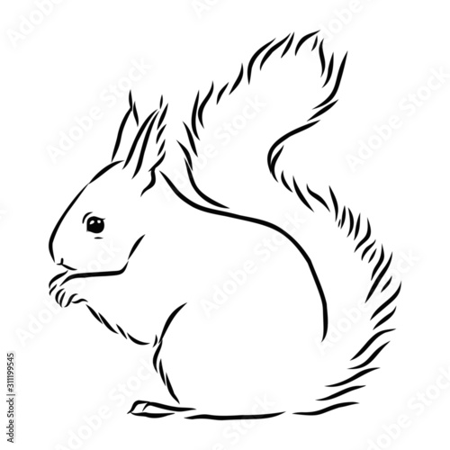 squirrel on a branch