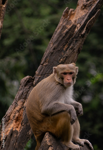 Isolated monkey seating on a tree
