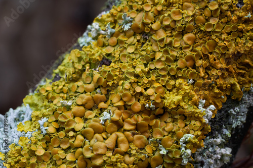Inedible mushrooms Xanthoria parietina var. parietina in the floodplain forest. Known as common orange lichen, yellow scale, maritime sunburst lichen and shore lichen. Wild mushrooms growing on wood.