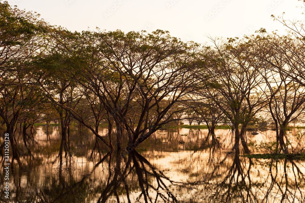Big tree and dead tree with reflection tree in the water. Natural background. Big tree and dead tree with reflection tree in the water. Natural background.