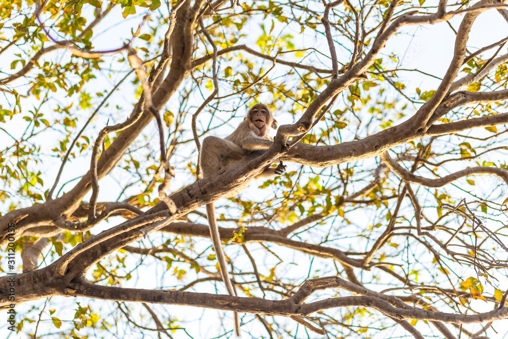 monkey on tree branch and blue background. Animal Background concept. monkey on tree branch and blue background. Animal Background concept.