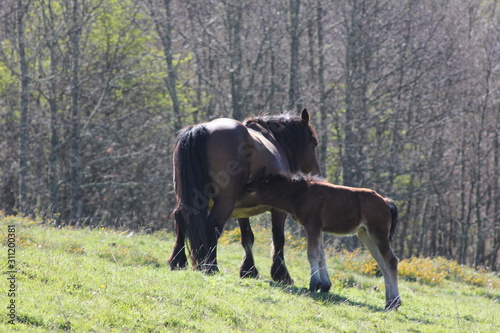 Horse breastfeeding her baby