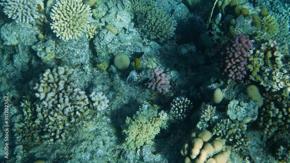 Coral Reef with Sea Fishes Underwater Seascape Coral Reef with Sea Fishes Underwater Seascape