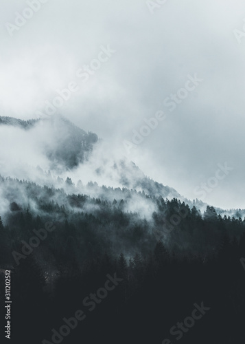 Moody forest landscape with fog and mist